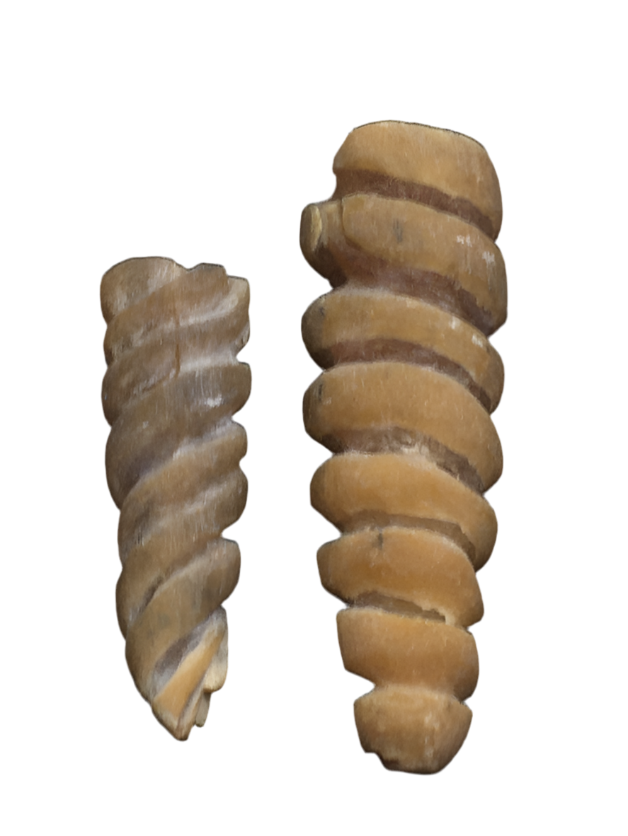 fossils عروق احفوريات